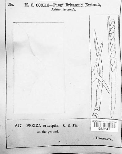 Cheilymenia crucipila image